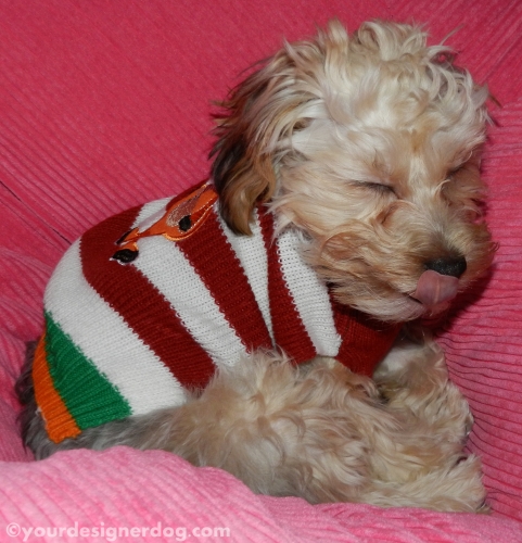 dogs, designer dogs, yorkipoo, yorkie poo, christmas sweater, tongue out, sleepy puppy