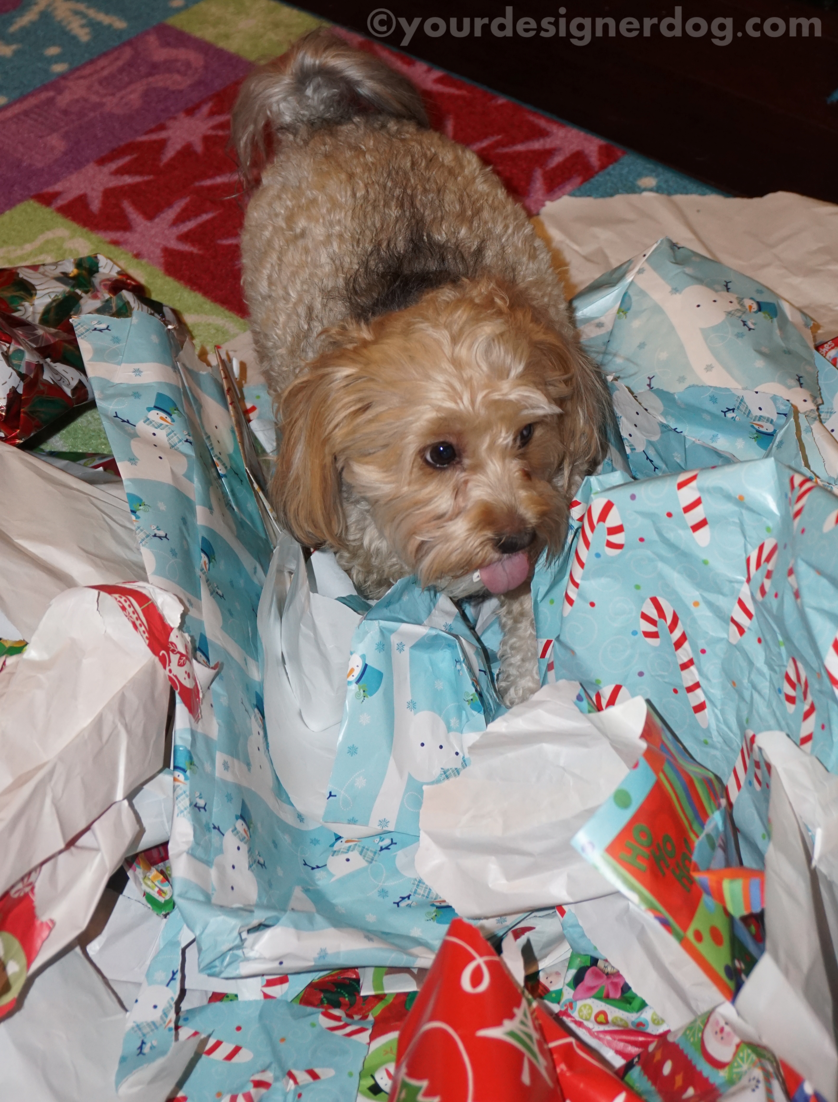 dogs, designer dogs, yorkipoo, yorkie poo, wrapping paper, christmas, dog bone