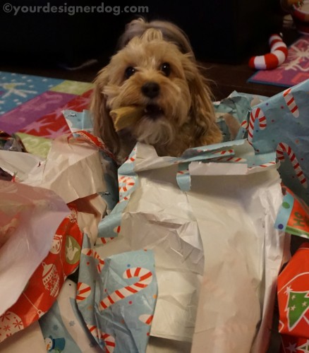 dogs, designer dogs, yorkipoo, yorkie poo, wrapping paper, christmas, dog bone