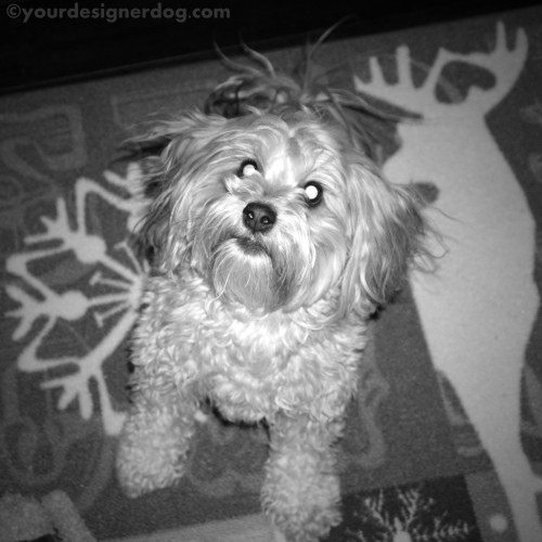 dogs, designer dogs, yorkipoo, yorkie poo, black and white photography, dogs smiling
