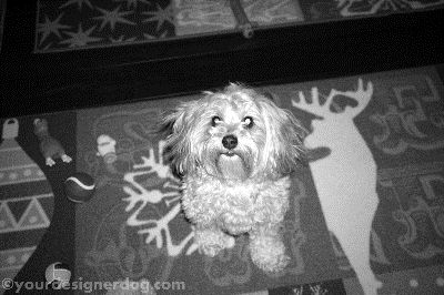 dogs, designer dogs, yorkipoo, yorkie poo, black and white photography, dog gif