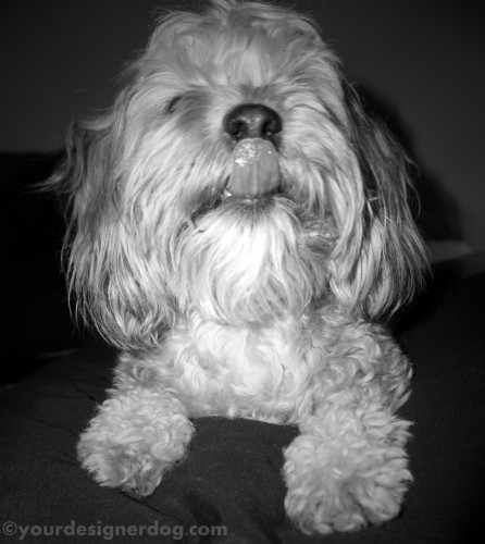 dogs, designer dogs, yorkipoo, yorkie poo, black and white photography, tongue out
