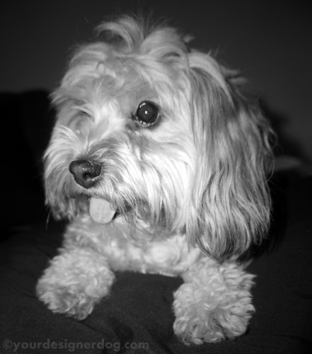 dogs, designer dogs, yorkipoo, yorkie poo, black and white photography, tongue out