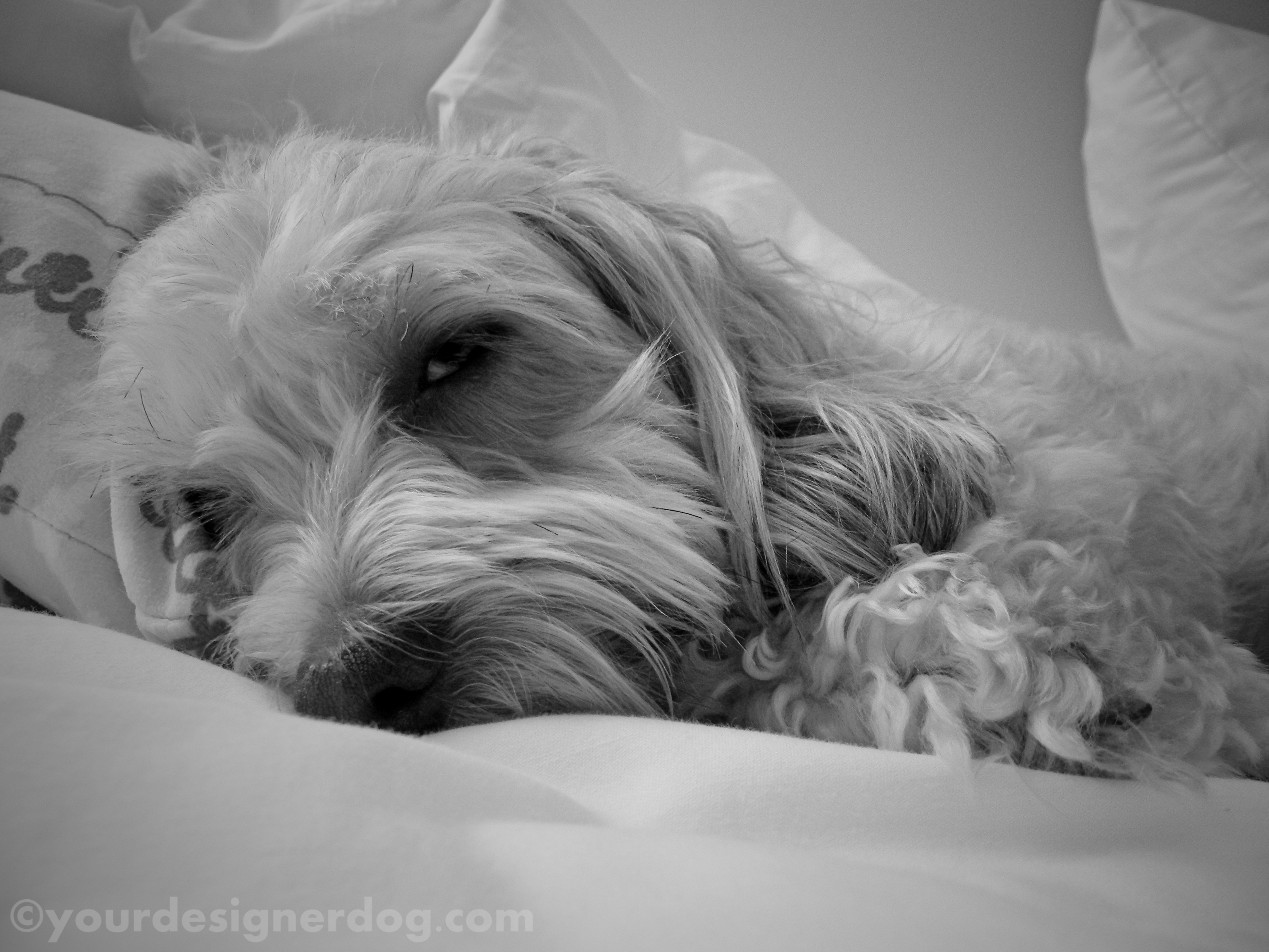 dogs, designer dogs, yorkipoo, yorkie poo, black and white photography, sleepy puppy