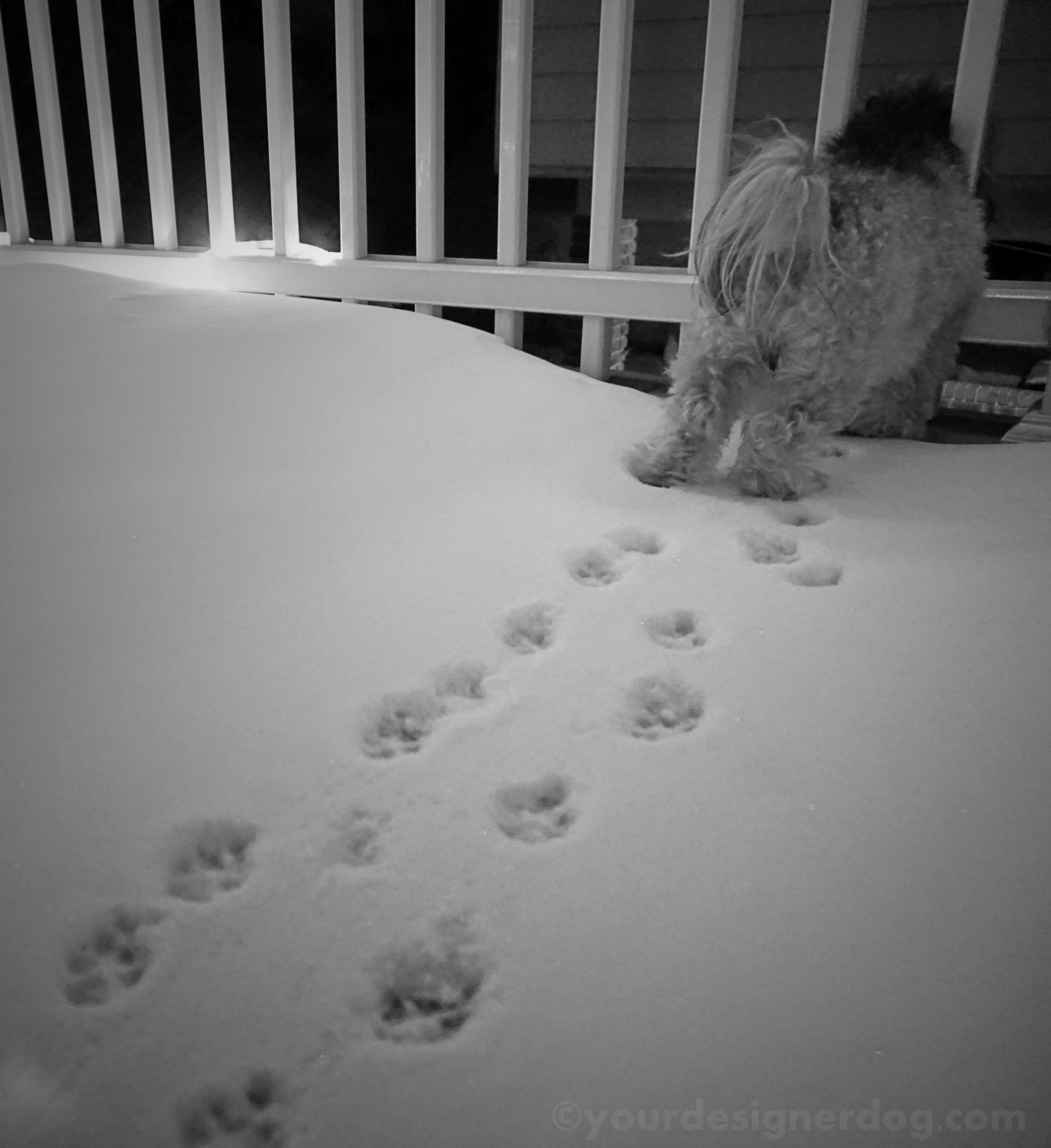 dogs, designer dogs, yorkipoo, yorkie poo, paw prints, black and white photography, snow, winter