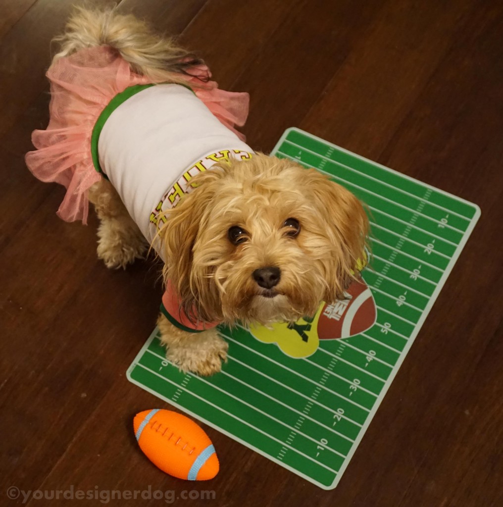 dogs, designer dogs, yorkipoo, yorkie poo, football, cheerleader, Super Bowl, Puppy Bowl