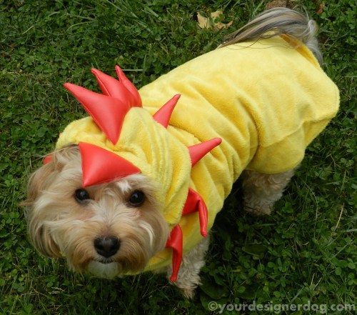 dogs, designer dogs, yorkipoo, yorkie poo, dog costume, chicken costume