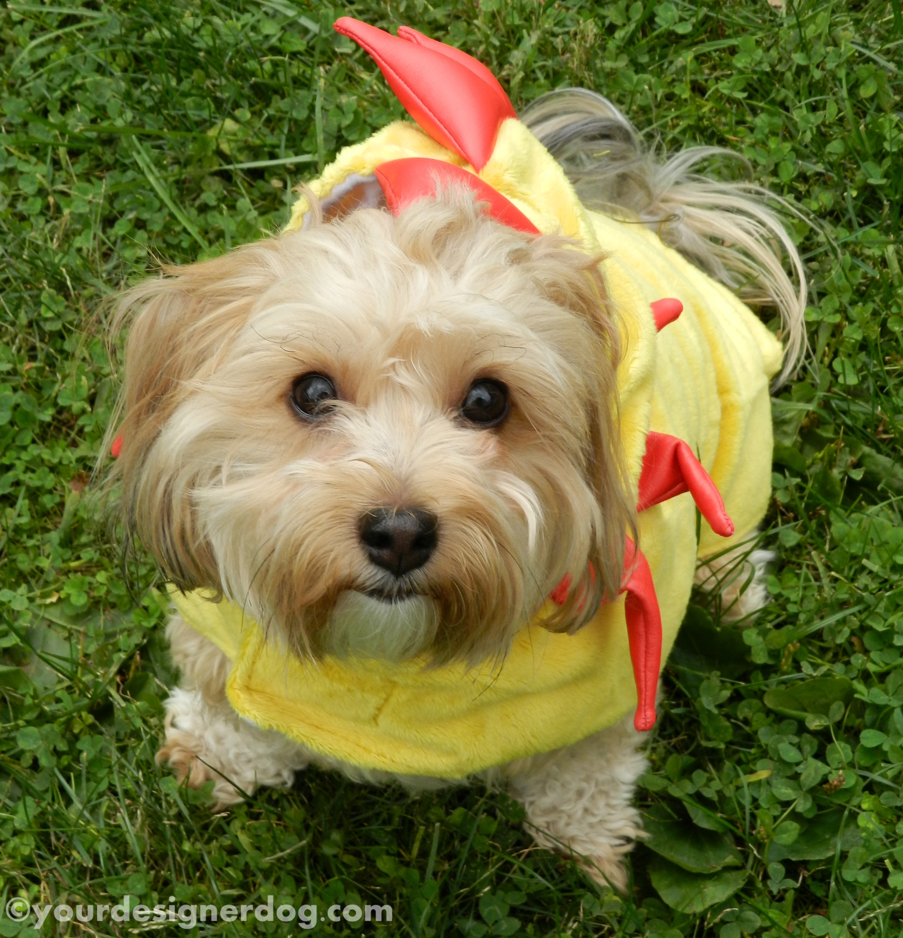 dogs, designer dogs, yorkipoo, yorkie poo, chicken costume, dog costume