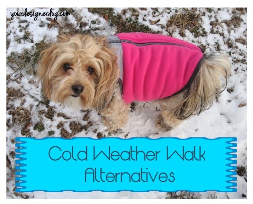 dogs, designer dogs, yorkipoo, yorkie poo, snow, cold weather