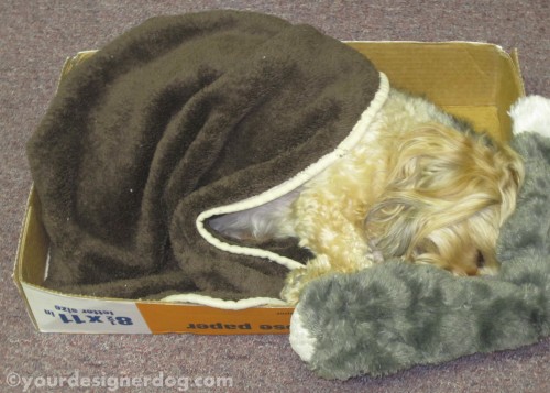 dogs, designer dogs, yorkipoo, yorkie poo, cardboard box, sleepy pupppy, office, DIY, dogs at work