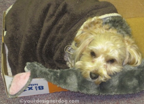 dogs, designer dogs, yorkipoo, yorkie poo, cardboard box, sleepy pupppy, office, DIY, dogs at work