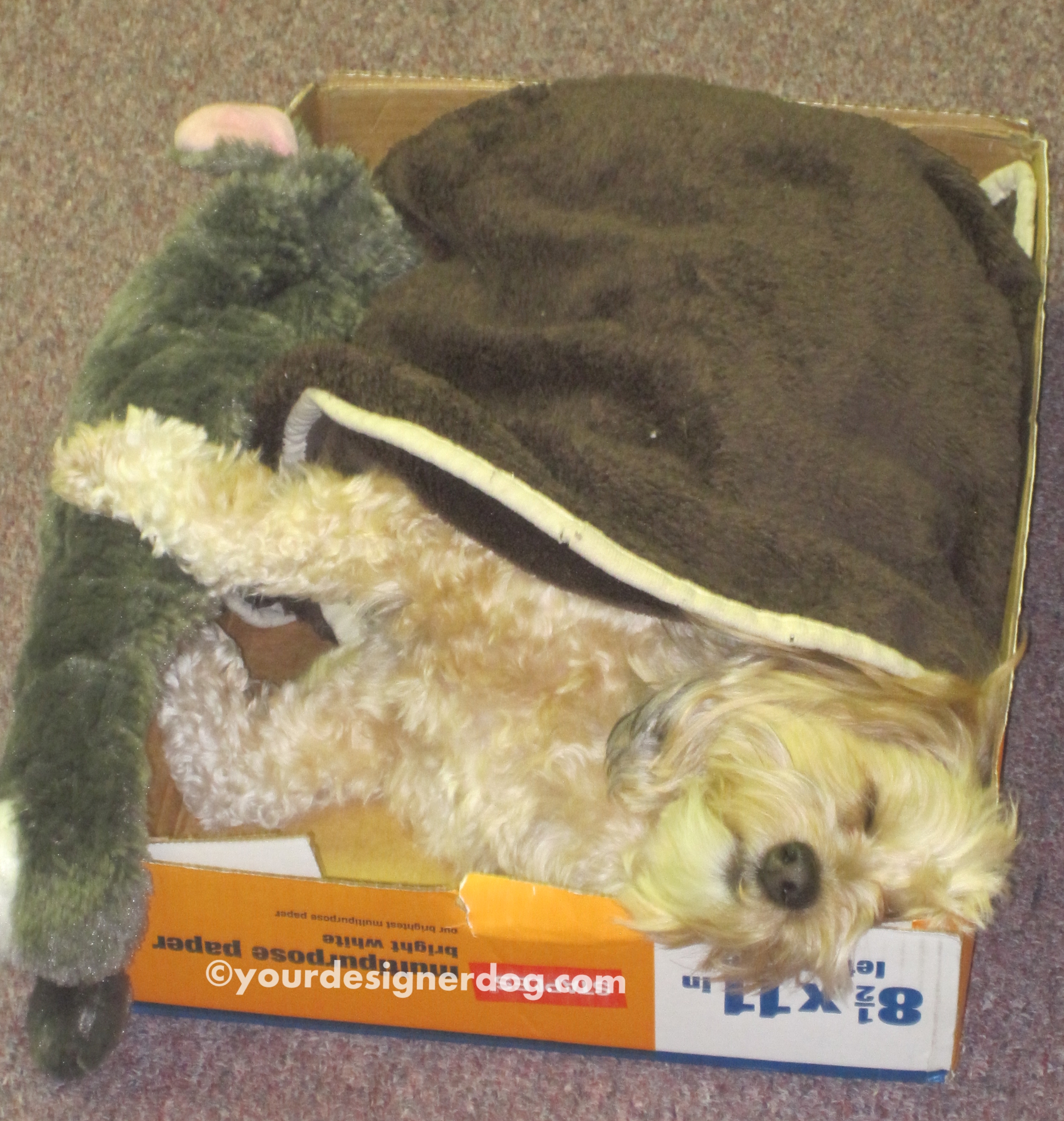 dogs, designer dogs, yorkipoo, yorkie poo, cardboard box, sleepy pupppy, office, DIY, dogs at work