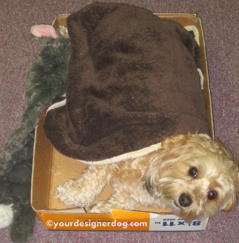 dogs, designer dogs, yorkipoo, yorkie poo, cardboard box, sleepy pupppy, office, DIY, dogs at work