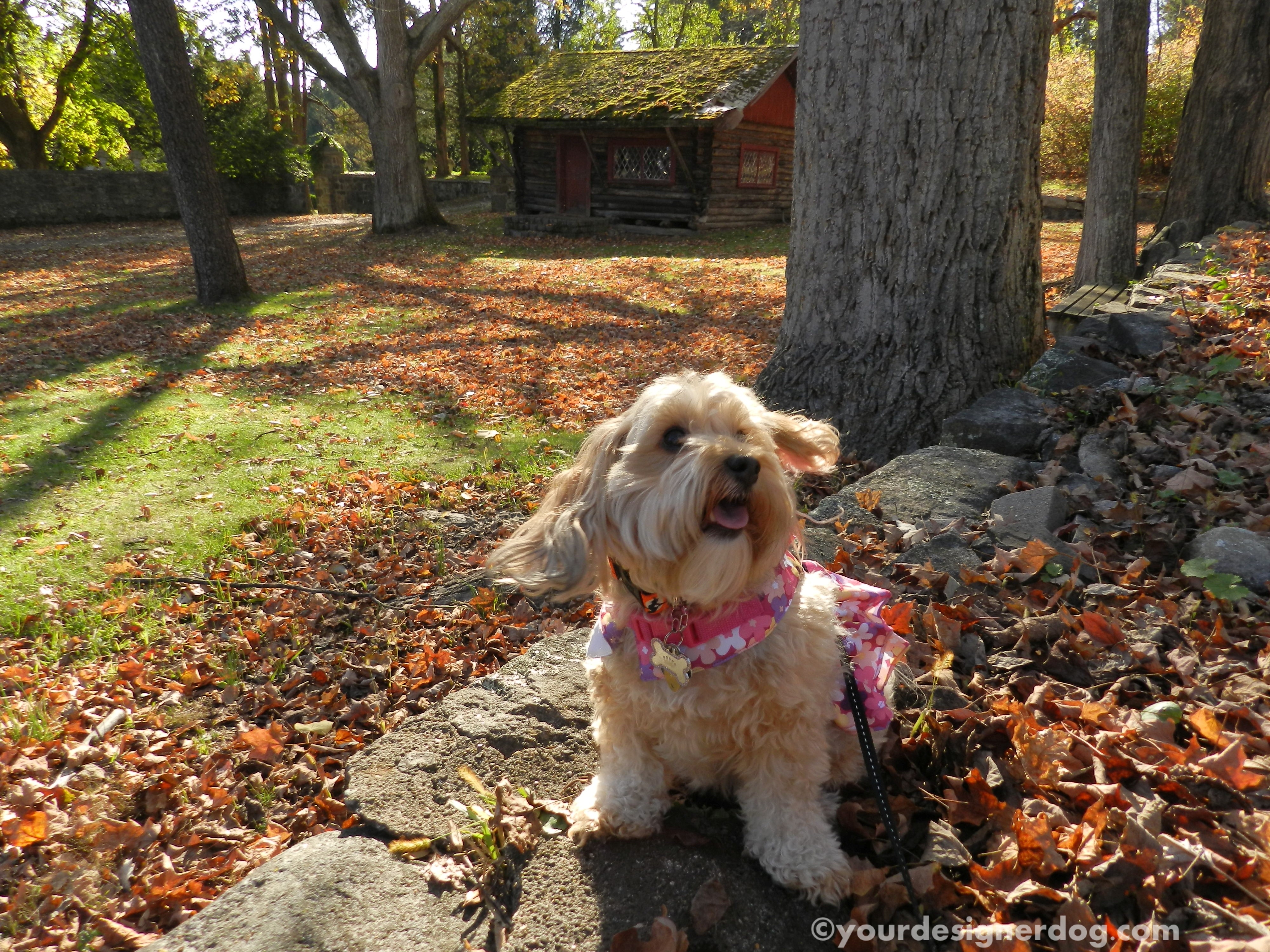 dogs, designer dogs, yorkipoo, yorkie poo, cabin, woods, fairytale