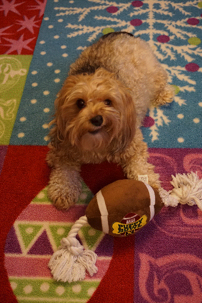 dogs, designer dogs, yorkipoo, yorkie poo, football, gif, puppy bowl, super bowl