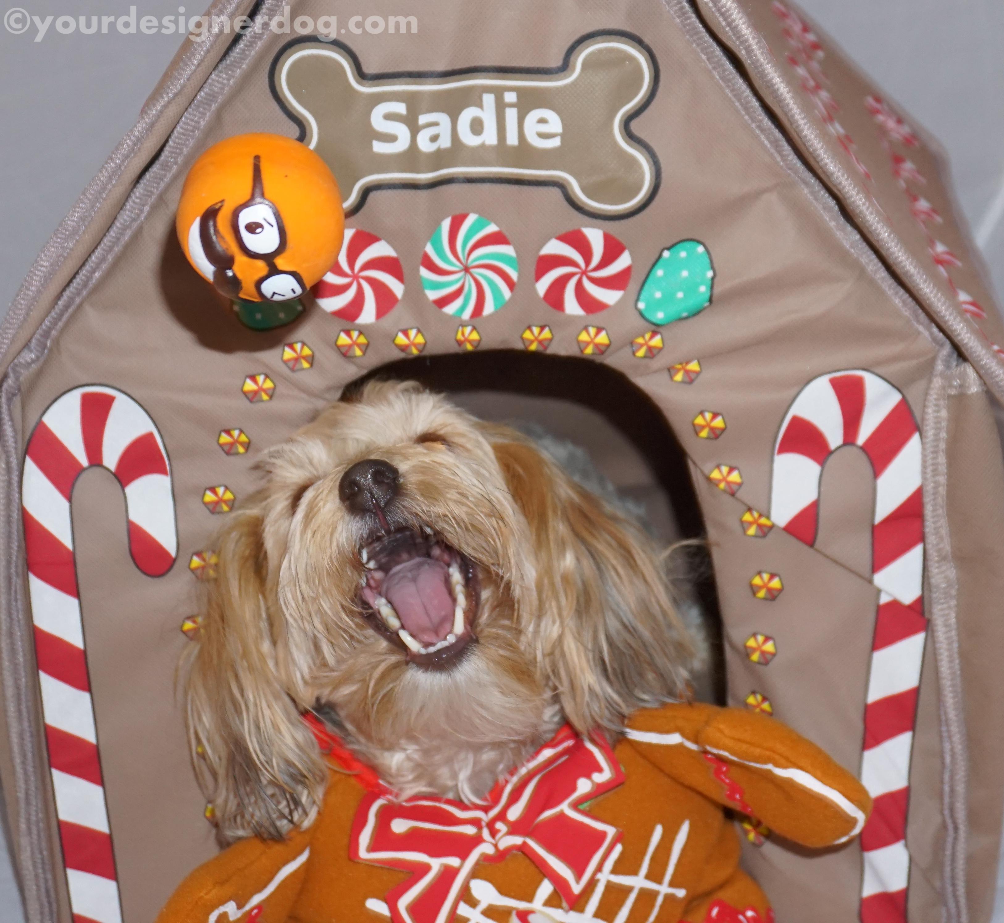 dogs, designer dogs, yorkipoo, yorkie poo, catch, gingerbread house, chrsitmas