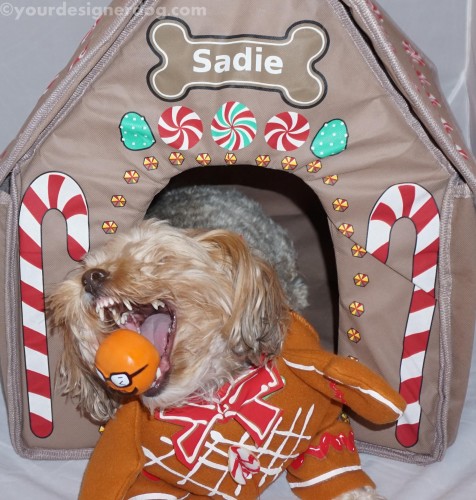 dogs, designer dogs, yorkipoo, yorkie poo, catch, gingerbread house, chrsitmas