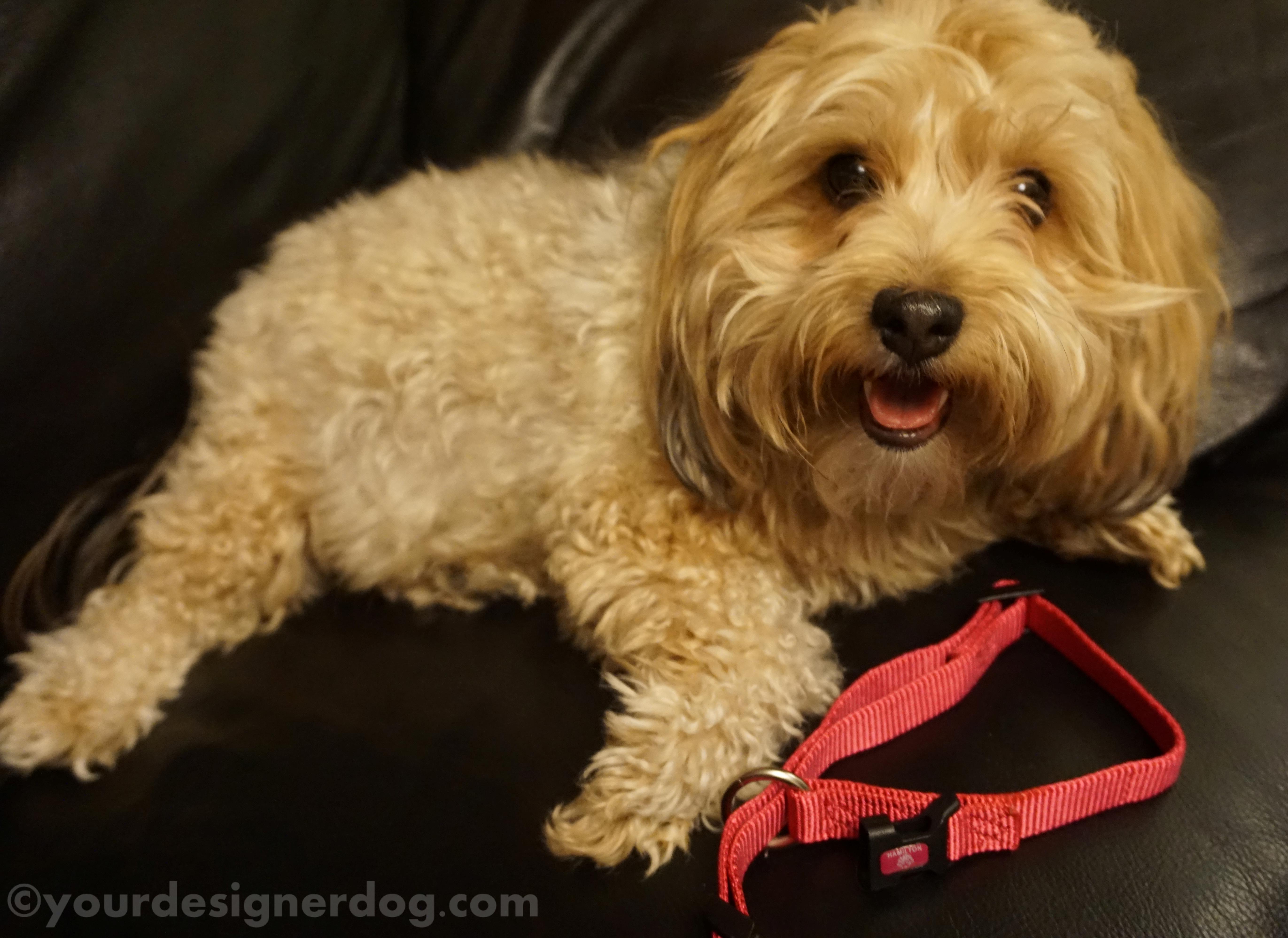 dogs, designer dogs, yorkipoo, yorkie poo, dog collar, review, hamilton collars