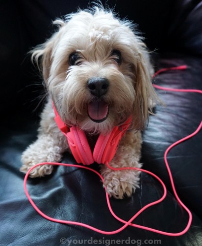 dogs, designer dogs, yorkipoo, yorkie poo, music, headphones