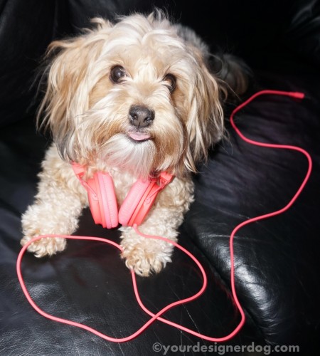 dogs, designer dogs, yorkipoo, yorkie poo, music, headphones