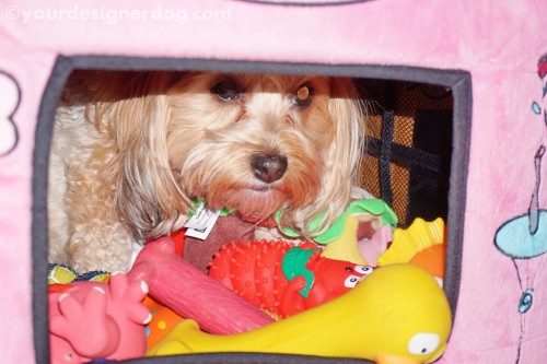 dogs, designer dogs, yorkipoo, yorkie poo, dog house, mischief, dog toys, hoarder