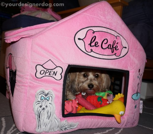 dogs, designer dogs, yorkipoo, yorkie poo, dog house, mischief, dog toys, hoarder
