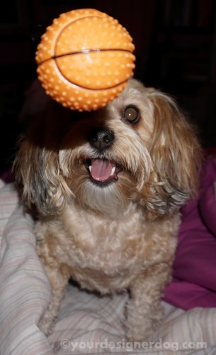dogs, designer dogs, yorkipoo, yorkie poo, dog smiling, dog toy, joy, catch, squeaky toy