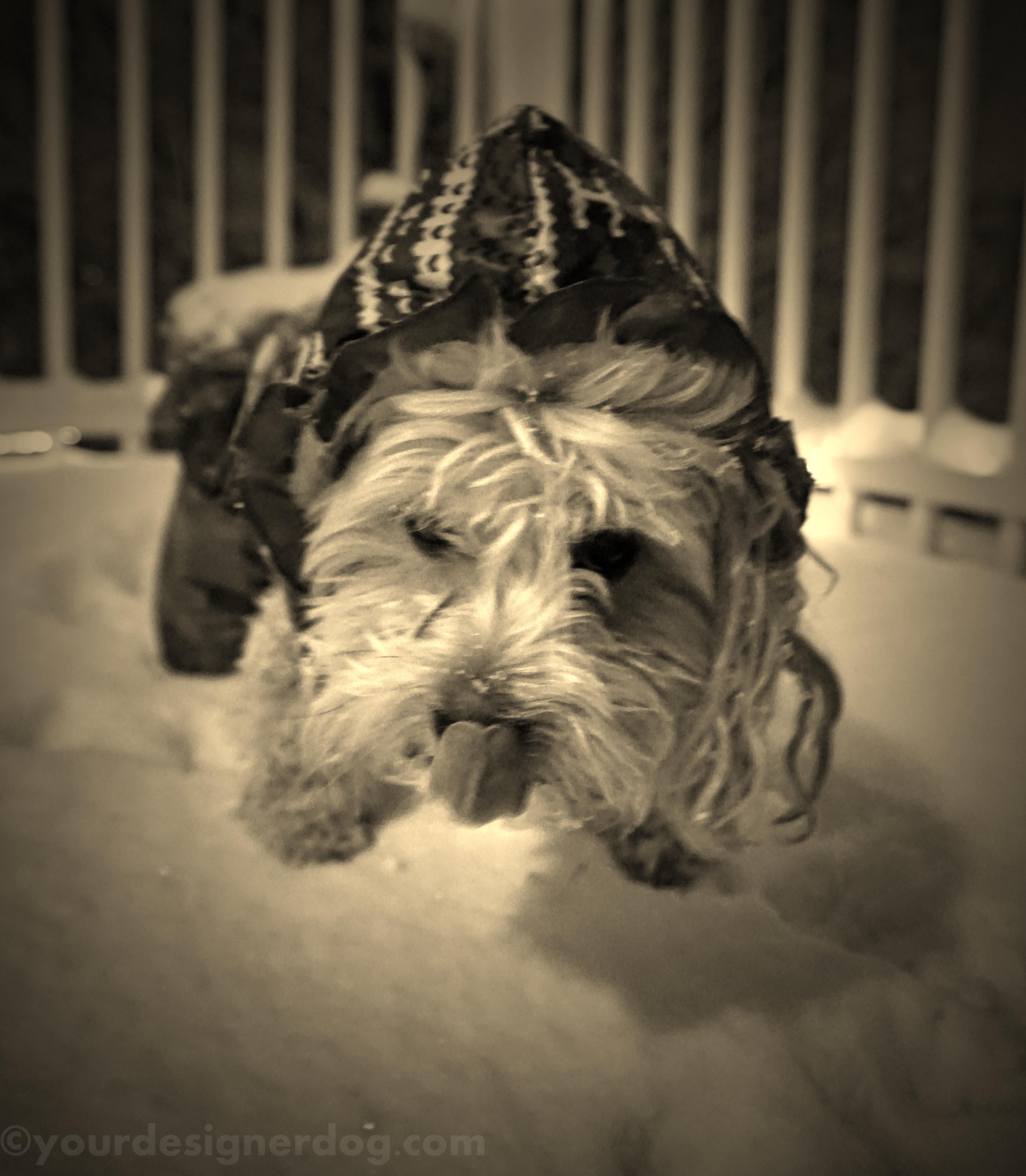 dogs, designer dogs, yorkipoo, yorkie poo, sepia photography, snow, winter, tongue out
