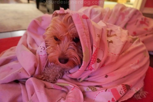 dogs, designer dogs, yorkipoo, yorkie poo, sheets, bed, sleepy puppy, chores, cleaning, mischief