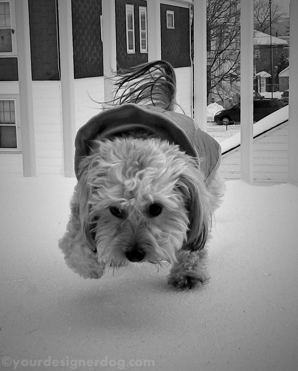 dogs, designer dogs, yorkipoo, yorkie poo, winter, snow, black and white photography