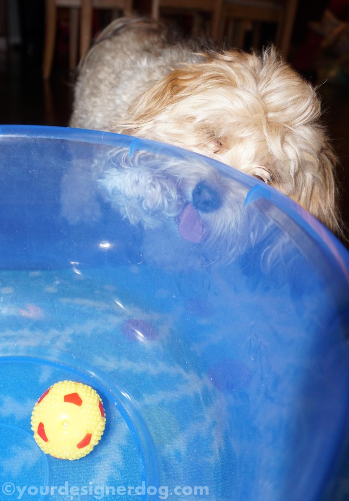 dogs, designer dogs, yorkipoo, yorkie poo, bowl ball, catch, games
