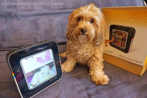 dogs, designer dogs, yorkipoo, yorkie poo, reviews, instagram, digital picture frame, gadgets, technology