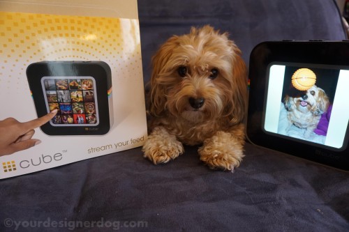 dogs, designer dogs, yorkipoo, yorkie poo, reviews, instagram, digital picture frame, gadgets, technology