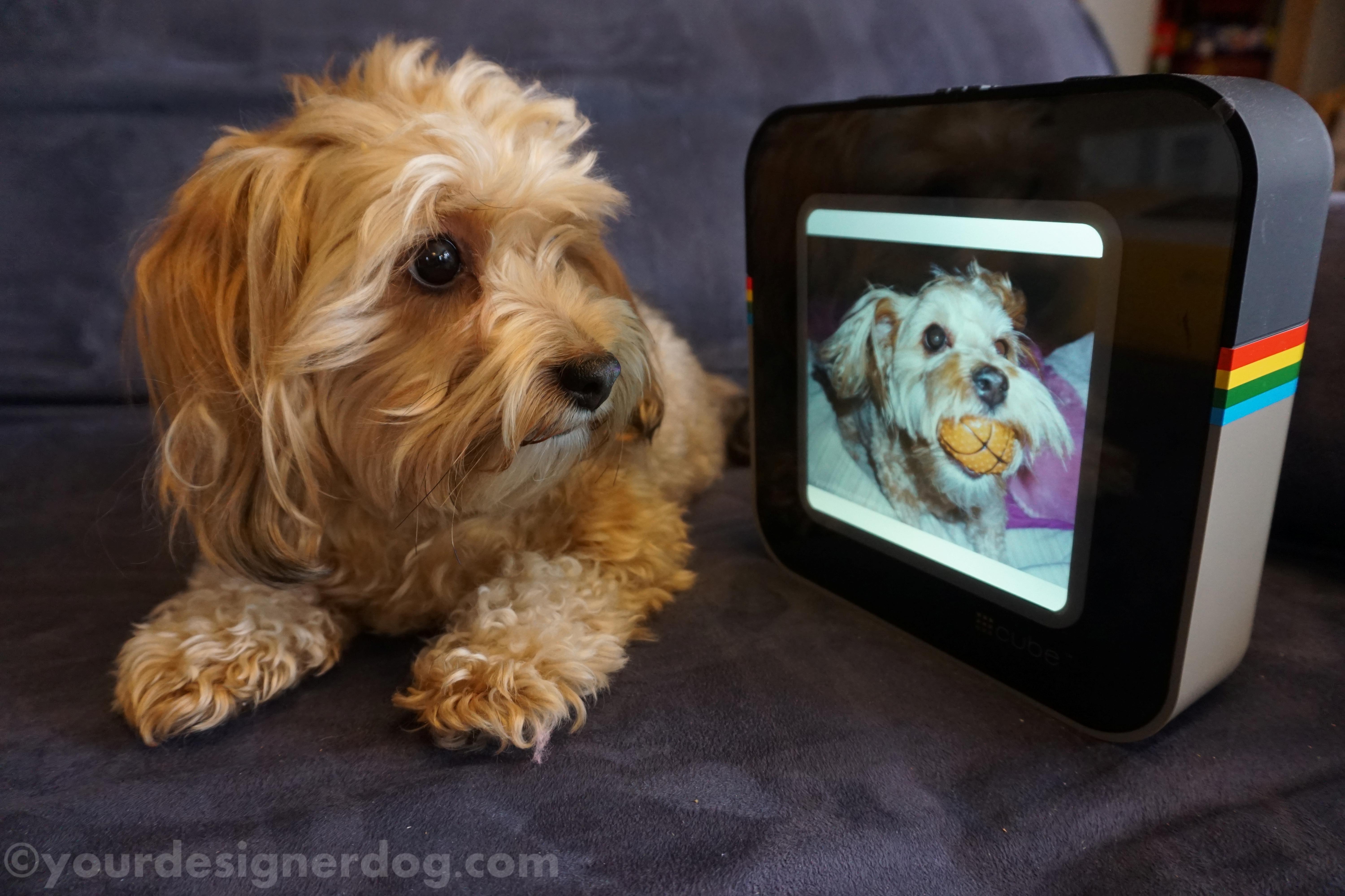 dogs, designer dogs, yorkipoo, yorkie poo, reviews, instagram, digital picture frame, gadgets, technology