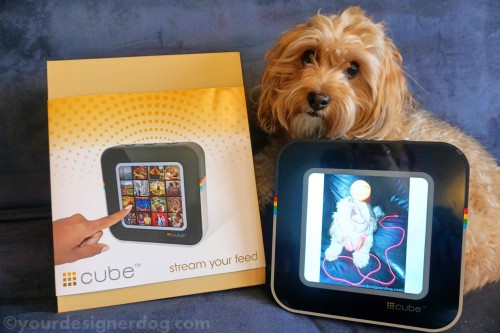 dogs, designer dogs, yorkipoo, yorkie poo, reviews, instagram, digital picture frame, gadgets, technology