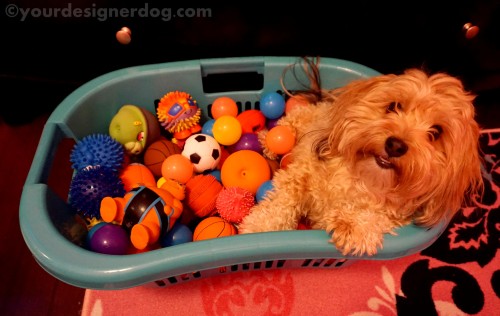 dogs, dog toys, designer dogs, yorkipoo, yorkie poo, diy, ball pit, create, #52Snapshots
