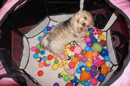 dogs, dog toys, designer dogs, yorkipoo, yorkie poo, diy, ball pit, create, #52Snapshots