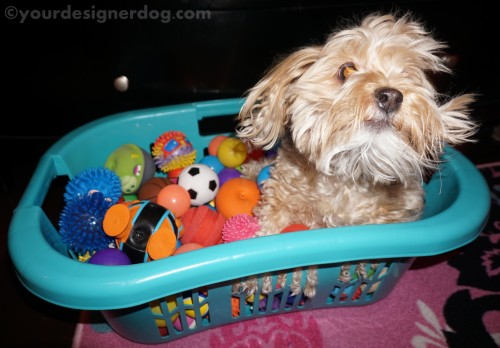 dogs, dog toys, designer dogs, yorkipoo, yorkie poo, diy, ball pit, create, #52Snapshots