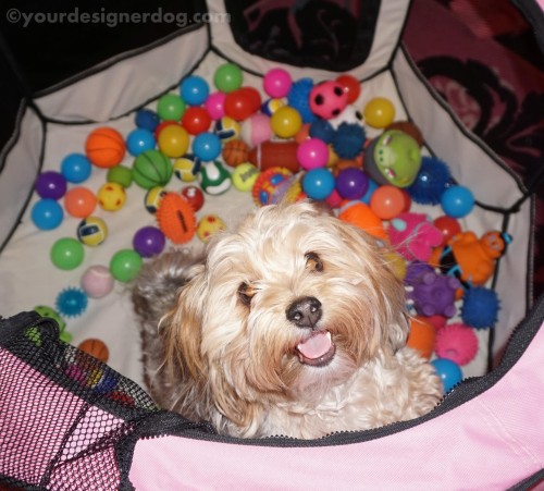 dogs, dog toys, designer dogs, yorkipoo, yorkie poo, diy, ball pit, create, #52Snapshots