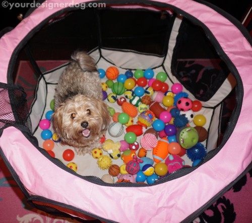 dogs, dog toys, designer dogs, yorkipoo, yorkie poo, diy, ball pit, create, #52Snapshots