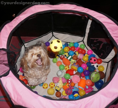 catch, dogs, dog toys, designer dogs, yorkipoo, yorkie poo, diy, ball pit, create, #52Snapshots