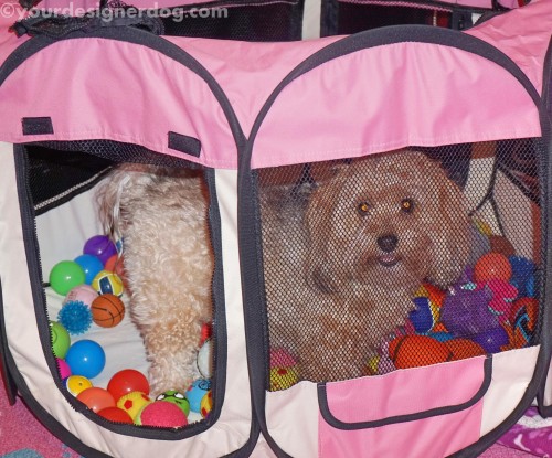 dogs, dog toys, designer dogs, yorkipoo, yorkie poo, diy, ball pit, create, #52Snapshots