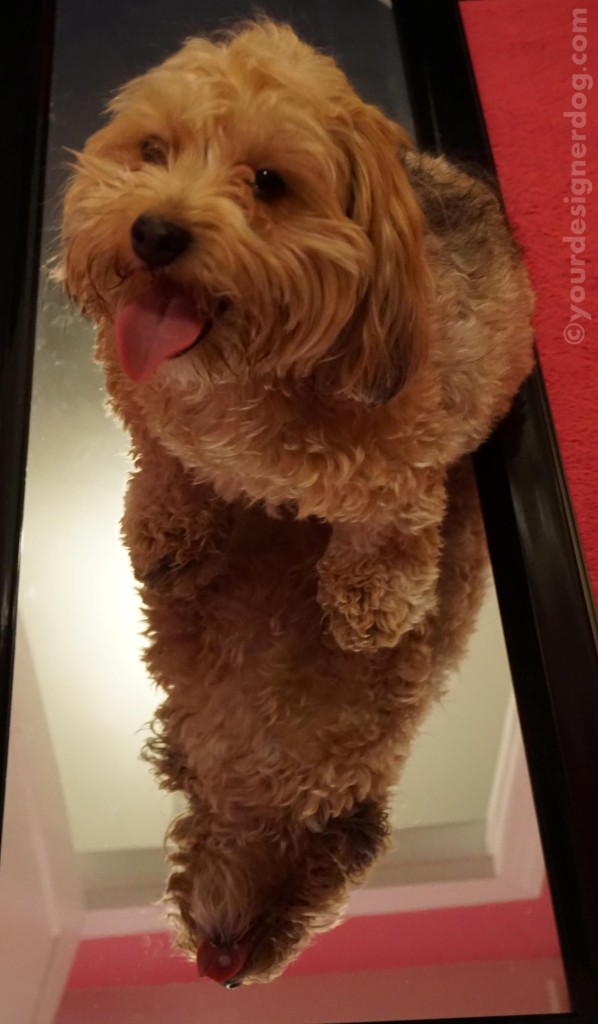 dogs, designer dogs, yorkipoo, yorkie poo, mirror, reflection, tongue out