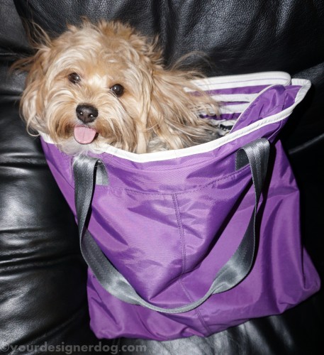 dogs, designer dogs, yorkipoo, yorkie poo, purple, tongue out, diaper bag