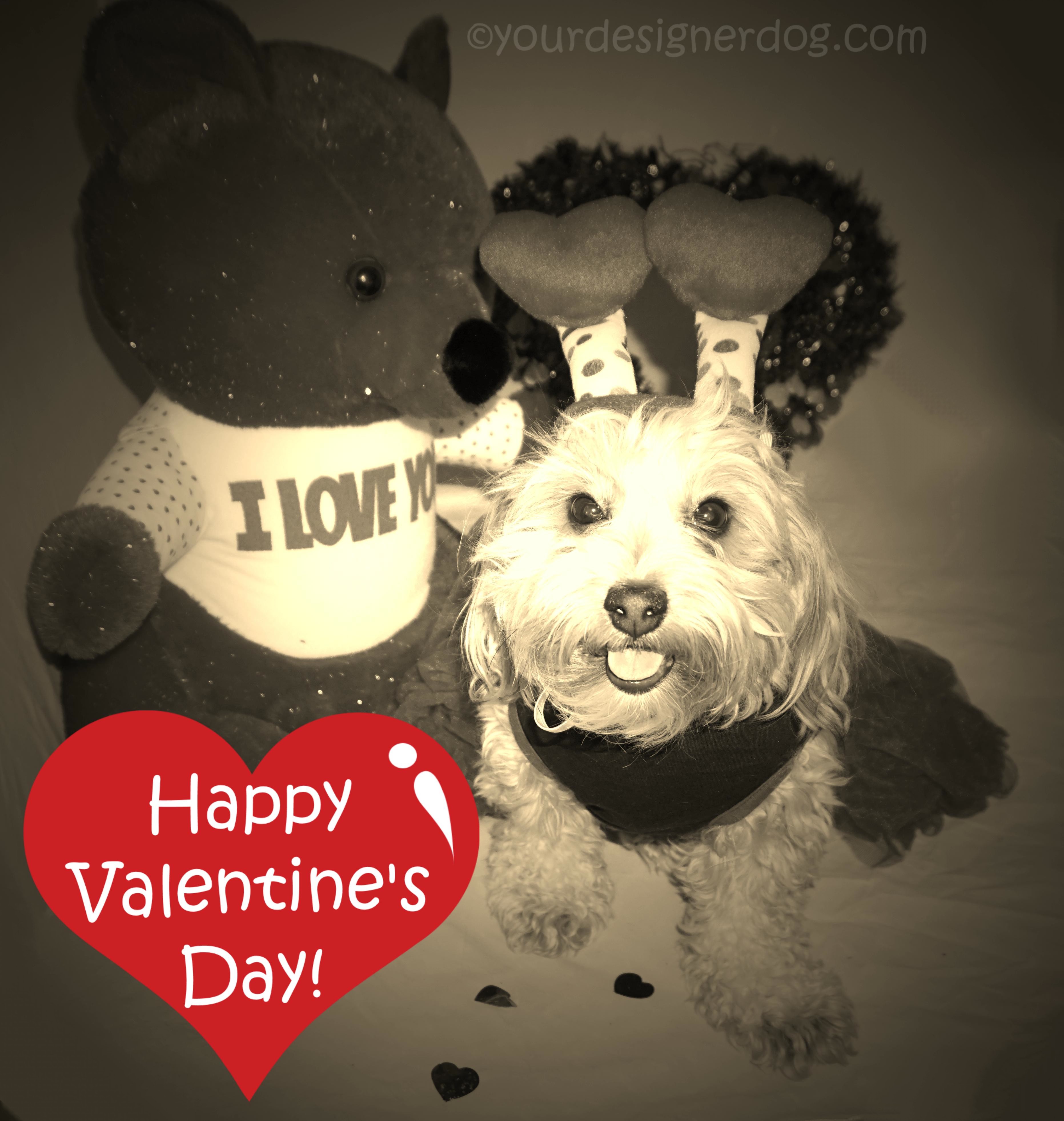 dogs, designer dogs, yorkipoo, yorkie poo, love, heart, valentine's day, love bug