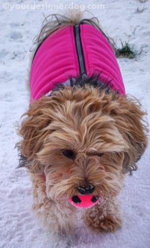 dogs, designer dogs, yorkipoo, yorkie poo, snow, winter, dog toy, squeaky ball