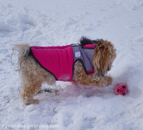 dogs, designer dogs, yorkipoo, yorkie poo, snow, winter, dog toy, squeaky ball