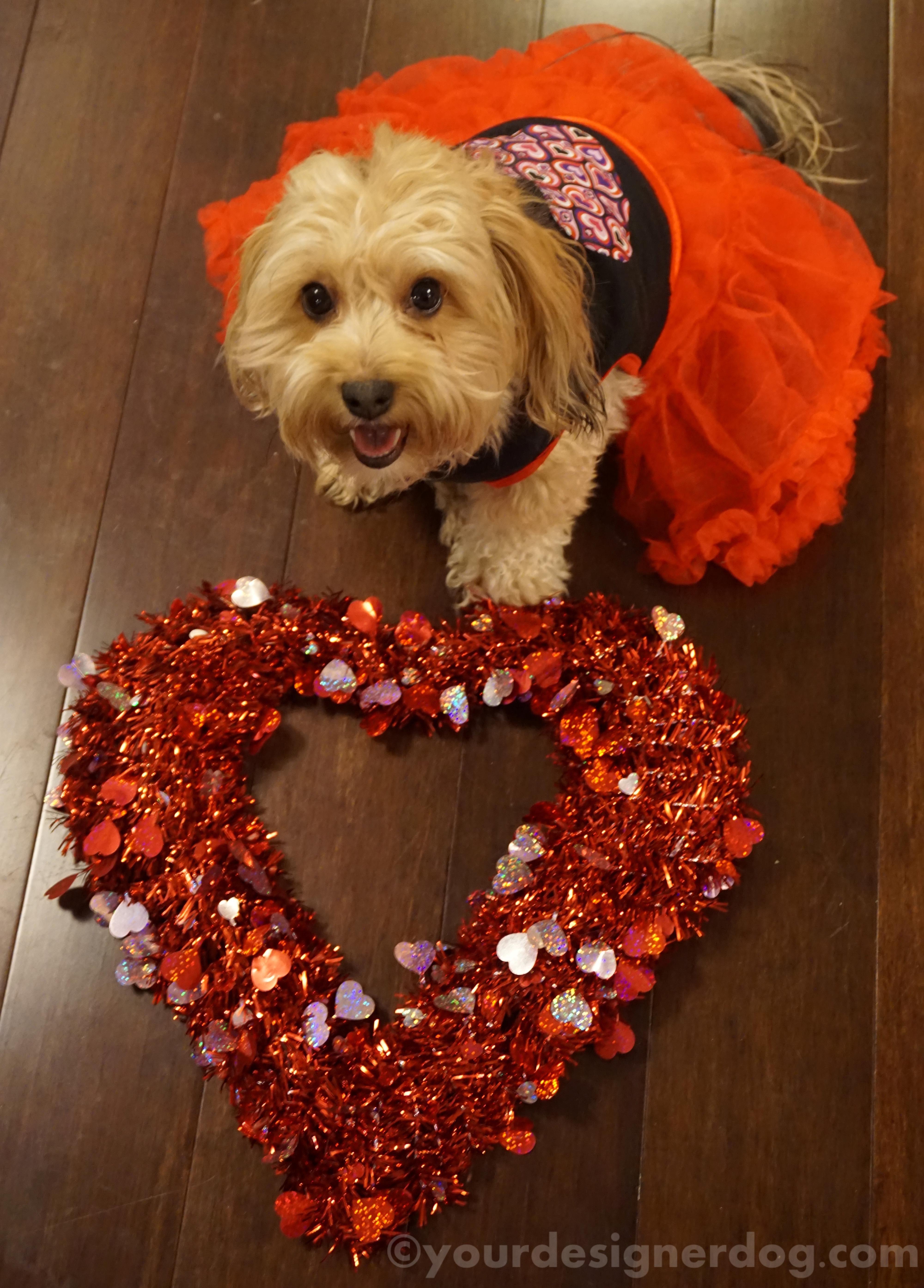 dogs, designer dogs, yorkipoo, yorkie poo, love, heart, dog smiling, valentine's day