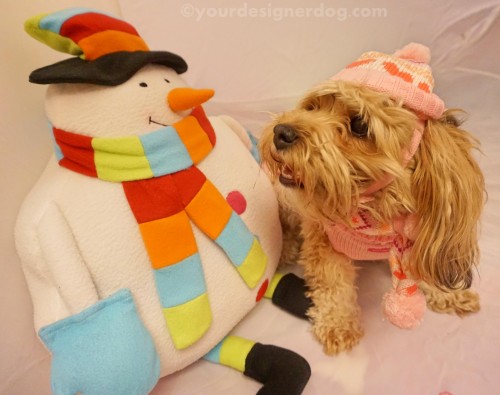 dogs, designer dogs, yorkipoo, yorkie poo, winter, snowman, knit hat, scarf, dog smiling