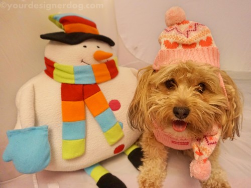 dogs, designer dogs, yorkipoo, yorkie poo, winter, snowman, knit hat, scarf, dog smiling